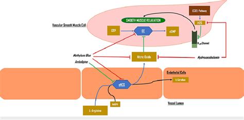 The Nitric Oxide Pathway Endothelial Nitric Oxide Synthase ENOS