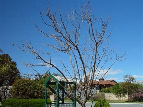 Free picture: tree, amelia