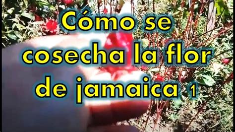 Cosecha De FLOR DE JAMAICA De Un Cultivo Casero YouTube