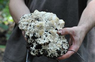 Mushroom, Edible: Berkeley's polypore [Bondarzewia berkeleyi]