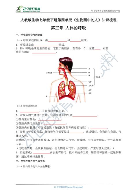 第三章 人体的呼吸2023春人教版七下生物期中期末复习 必背考点整理学生版 教师版 21世纪教育网