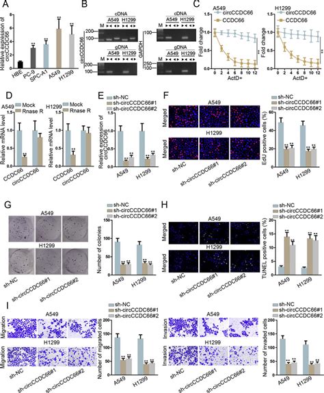 Circular Rna Circccdc66 Is Highly Expressed In Nsclc Cells And