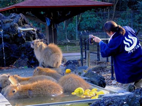 埼玉県こども動物自然公園｜埼玉県公式観光サイト ちょこたび埼玉