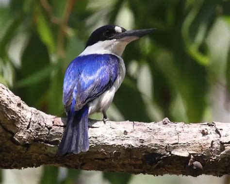 Forest kingfisher - Facts, Diet, Habitat & Pictures on Animalia.bio