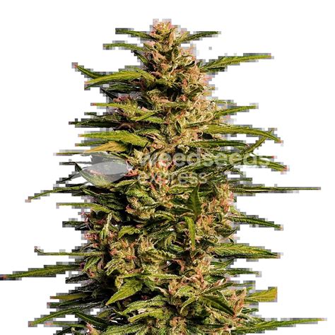 Fruity Pebbles Feminized Seeds - WeedSeedsExpress