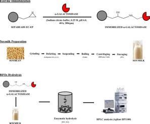 Sepabeads Ec Ep Immobilized Galactosidase Immobilization