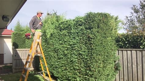 How To Trim Overgrown Hedges Back Gardener