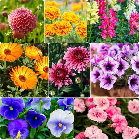 Natural Winter Flower Seeds Packaging Type Pp Bag Packaging Size 10