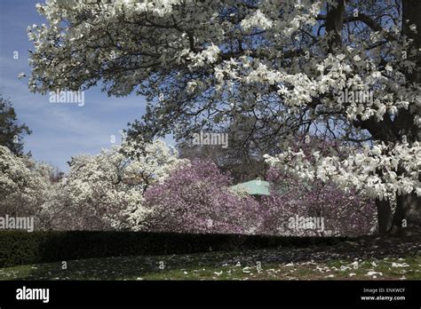 The Blooming Magnolia Trees At The Brooklyn Botanic Garden Always Turn