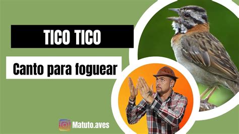 Tico Tico Canto Para Foguear Youtube