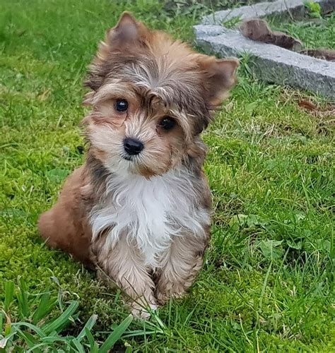 Yorkshire Terrier Welpe Ocean Pearl Rüde Xxs Super Mini Stolberg