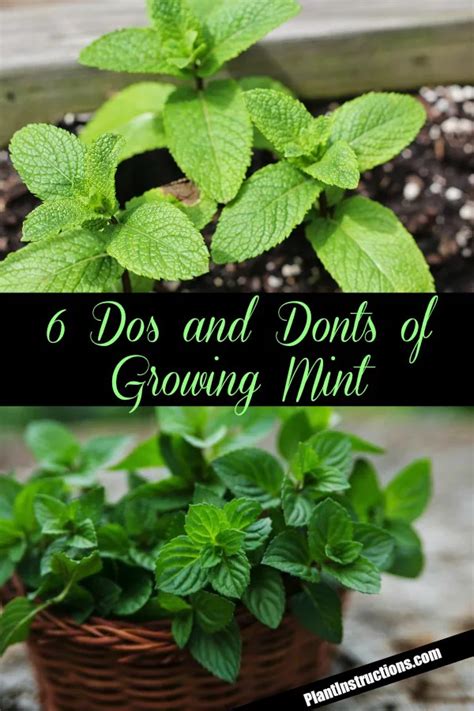 The Dos And Donts Of Growing Mint Mint Plants Growing Mint Growing