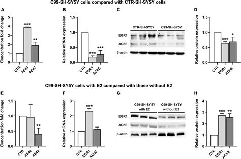 Frontiers Sex Differences In Hippocampal β Amyloid Accumulation In