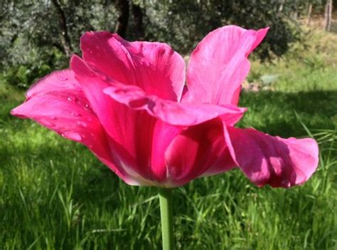 Tulipano Gigante Tulipani Rosa Fucsia Pink Plants Pink Flowers