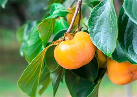 Cómo plantar caqui en jardín o maceta Guía paso a paso