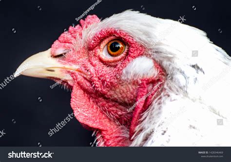 Close Portrait White Brahma Chicken Stock Photo 1428346469 Shutterstock