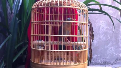 SUARA KICAU BURUNG WAMBI HWAMEI ISIAN KOMPLIT GACOR JUARA YouTube