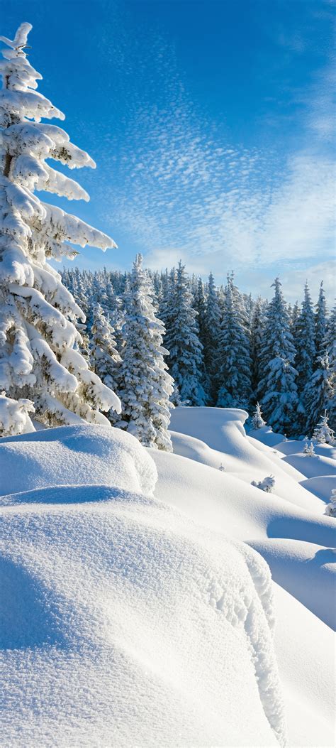 冬季雪景高清壁纸，大雪纷飞下的树林美景，免费手机壁纸下载 墨鱼部落格