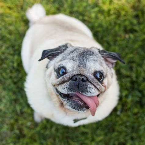 Download Cute Pug Pictures