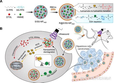 脂质体：靶向、gsh和ros响应的三重“杀手” 知乎