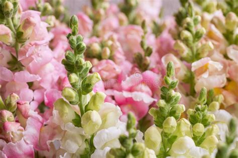 Beautiful Pastel Colored Snapdragons Snaps Close Up Various Colors