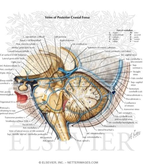 Posterior Cranial Fossa