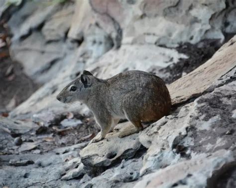 Rock Cavy | Mammals Wiki | Fandom