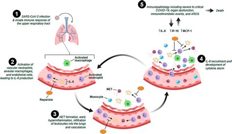 Frontiers The Role Of Interleukin 8 In Lung Inflammation And Injury