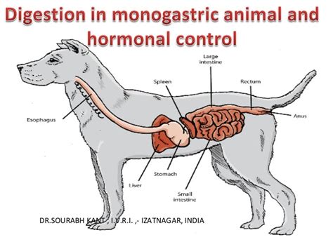 Monogastric Digestive System Definition