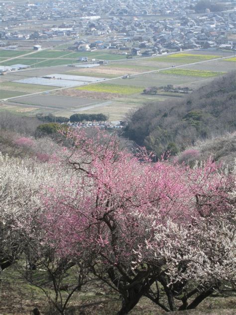 綾部山梅林 梅は見頃に 兵庫県 たつの市 バイクで遠足しませんか