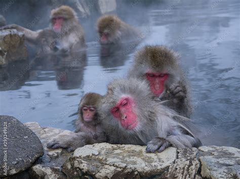Cute Japanese Snow Monkeys Relaxing In Onsen With Steam Rising From Hot Spring Water In