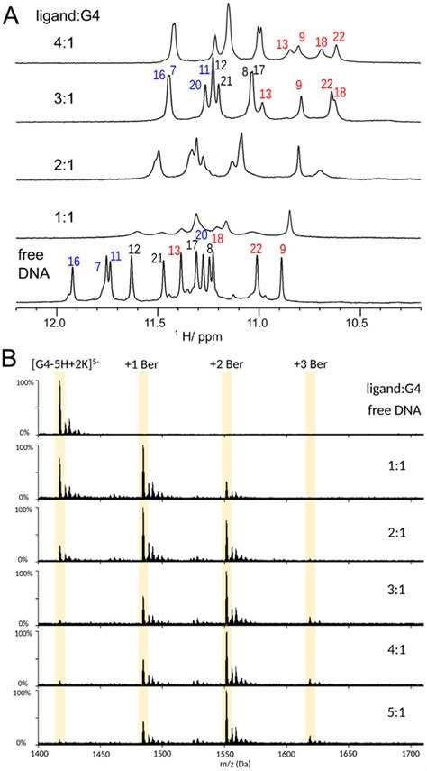 A D Nmr Spectra Of The Mycg Mm Imino Region Titrated With