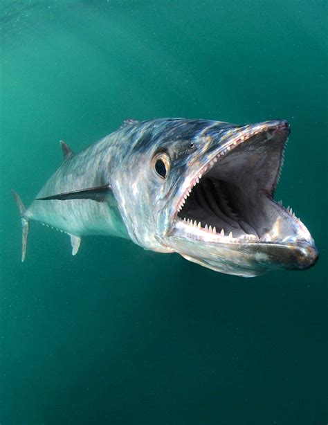 Kingfish Underwater By Jason Arnold Underwater Fish Fish