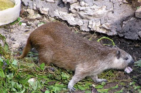 Desmarest's hutia - Facts, Diet, Habitat & Pictures on Animalia.bio