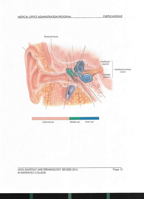 Diagram Of Special Senses Diagram Quizlet