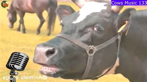 Funny Cow Dance 133 Cow Videos With Funny Mooing Sounds Cows Music