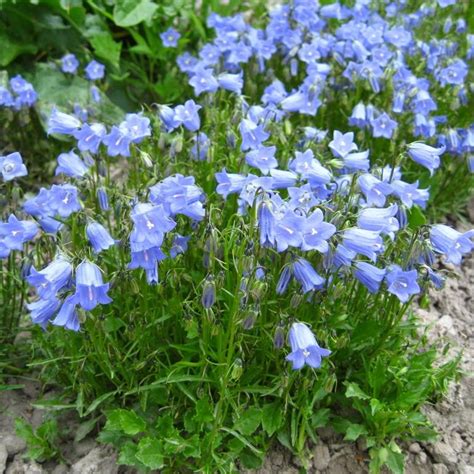 Campanula cochlearifolia Jingle Blue Törpe har