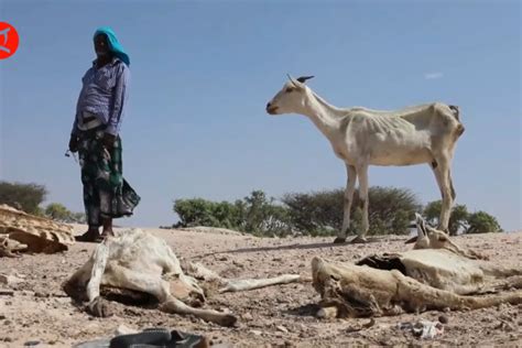 Kekeringan Ekstrem Ancam Hewan Ternak Dan Pertanian Di Afrika Antara News