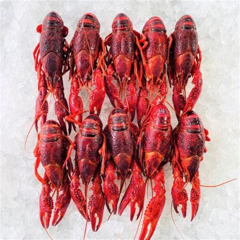 Crayfish / Crawfish - Fisk