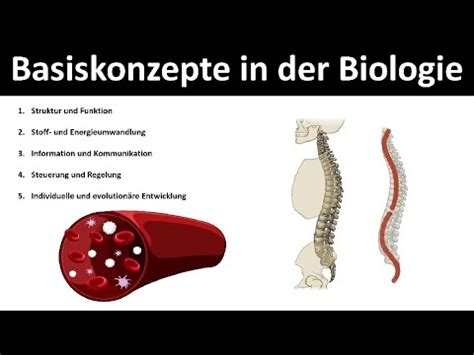 Basiskonzepte Der Biologie Struktur Und Funktion Stoff Und