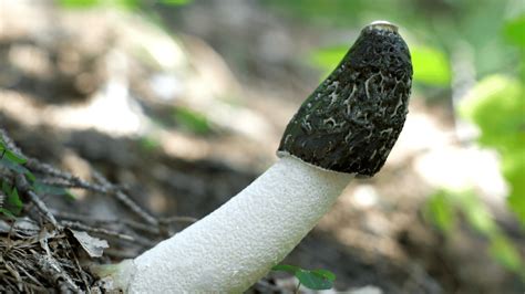 Are Mushrooms Aphrodisiacs A Complete Mushrooms For Sex Guide