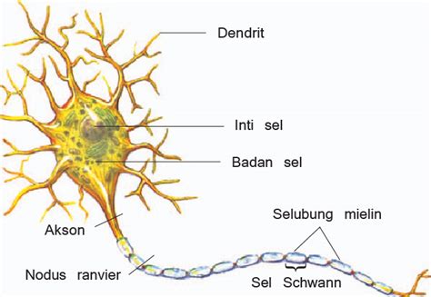 Bagian Bagian Sel Saraf Dan Fungsinya Myrightspot