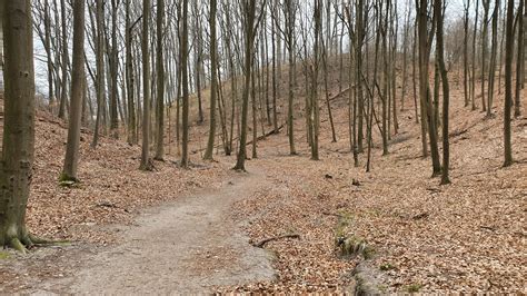 Spacer wczesną wiosną w Puszczy Bukowej Szczecin Zaplanuj udane WAKACJE