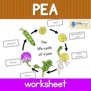 Pea life cycle worksheet by Little Blue Orange | TpT