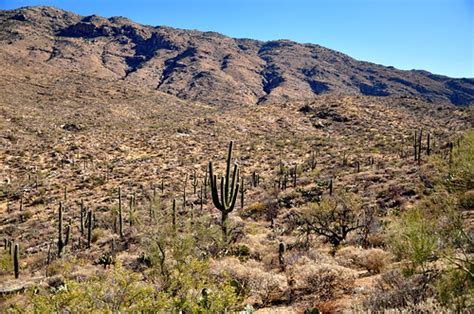 Saguaro National Park East Rincon Mountain District At S Flickr