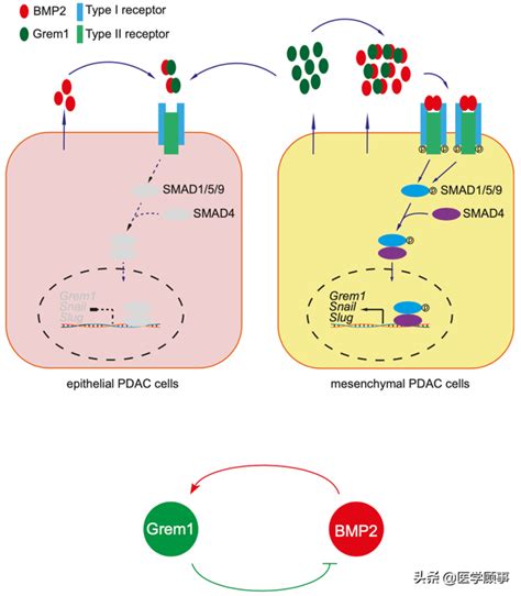 《自然》重磅：保持grem1蛋白水平可以把胰腺癌逆转成囊肿基因新浪新闻