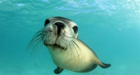 Seals - Great Barrier Reef Foundation - Great Barrier Reef Foundation