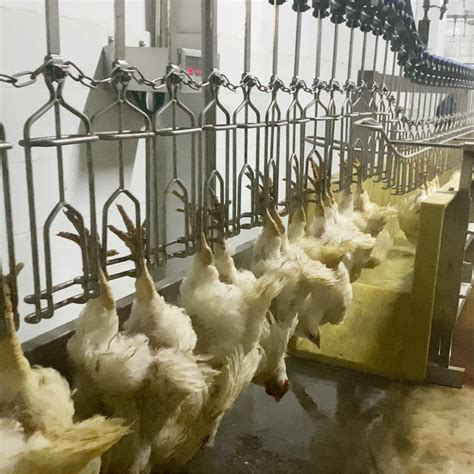 Automatic Live Birds Slaughterhouse Using Crate Washer Poultry