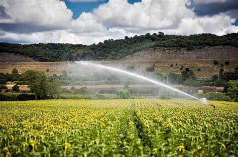 Орошение подсолнечника | Wikifarmer
