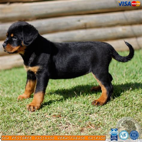 Filhotes de Rottweiler a venda machos e fêmeas